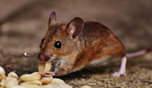 24 Hour & Emergency Exterminators in Bellmawr, NJ
